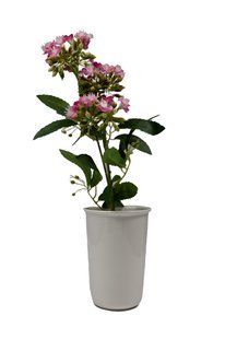 Растение декоративное, Камыш, в возоне, искуственное, 63cm BR-0726-NN-0303 фото